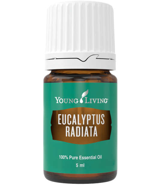 Eucalyptus Radiata 5 ml - Young LIving Young Living Essential Oils - 1